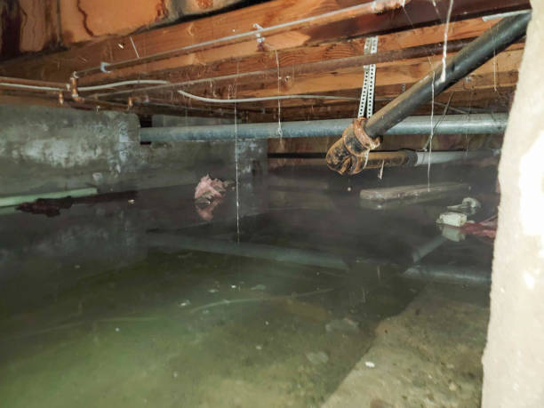 Best Water damage restoration near me  in Rushville, NE